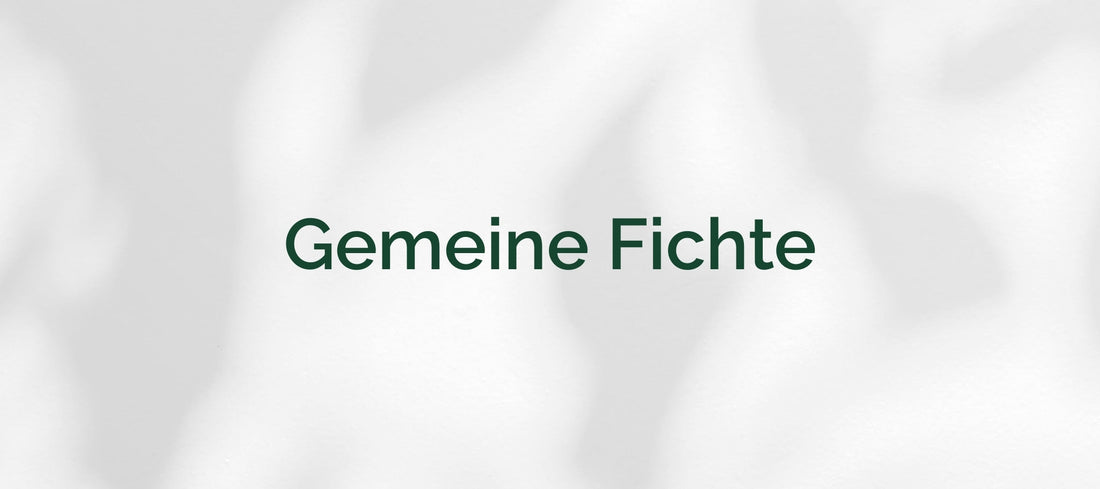 Gemeine Fichte (Picea abies)