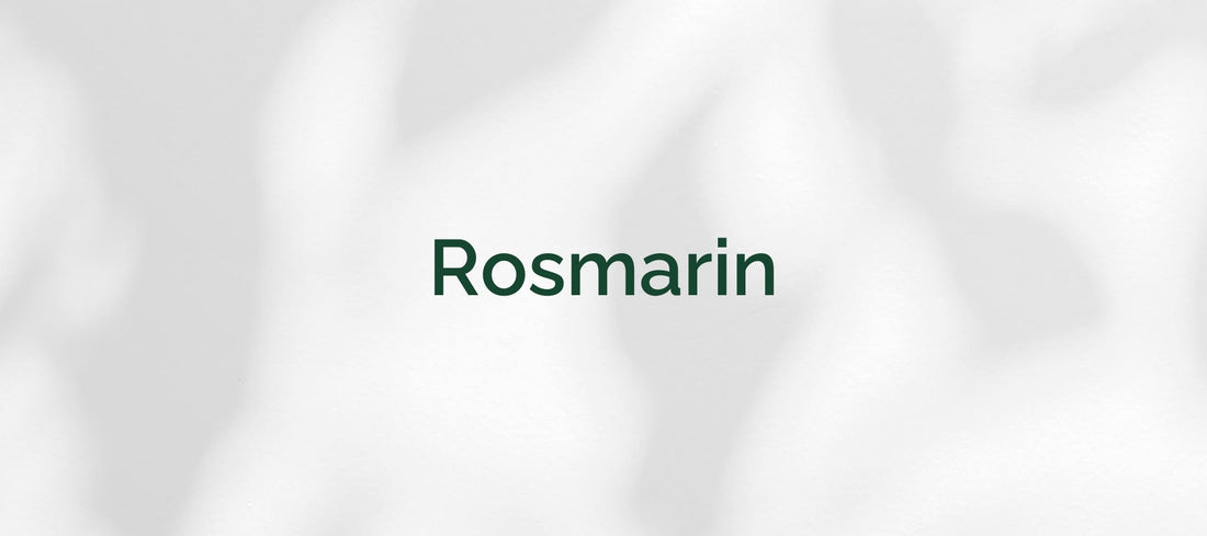 Rosmarin (Salvia rosmarinus / Rosmarinus officinalis)