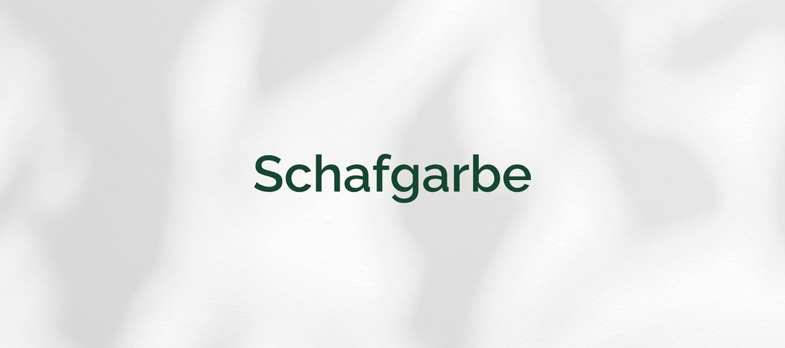Schafgarbe (Achillea millefolium)