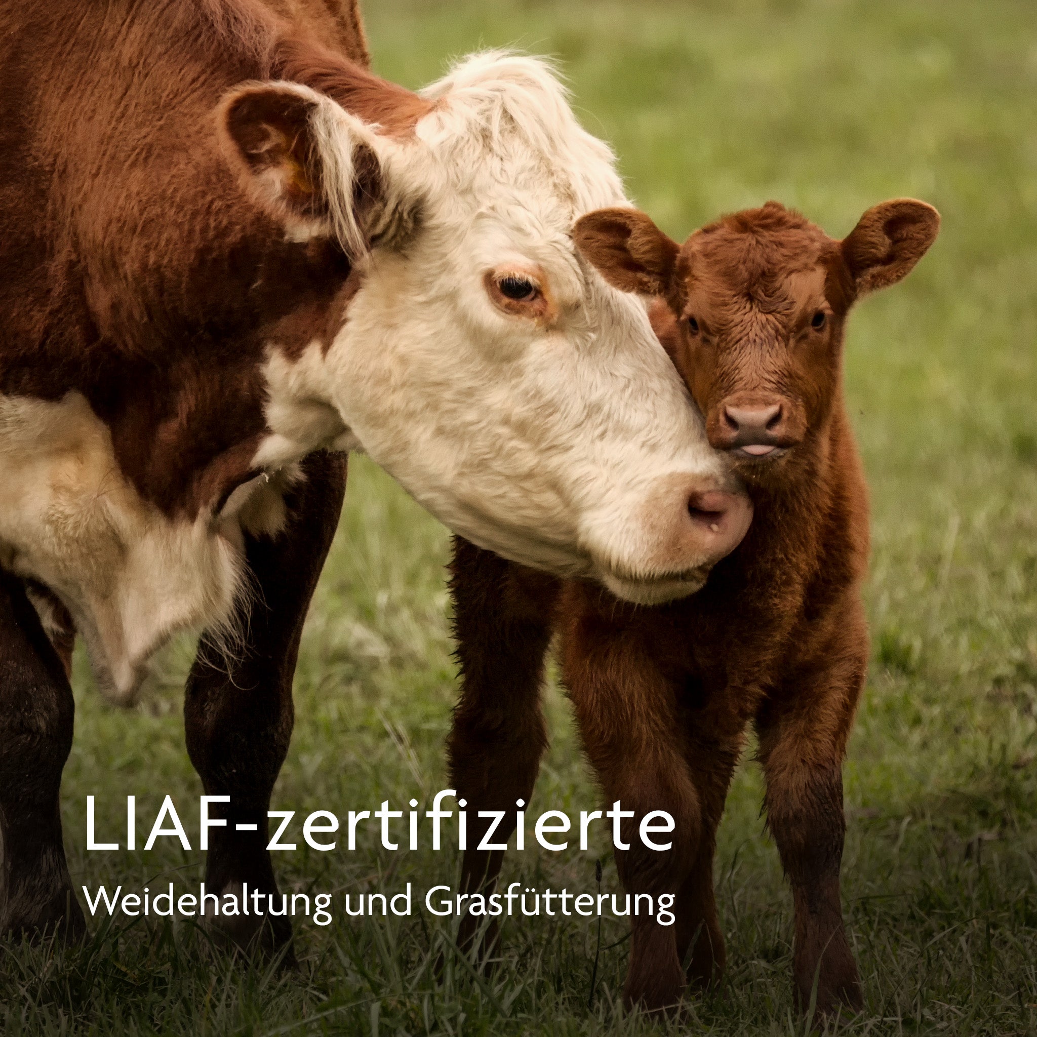 Kollagenhydrolysat Pulver