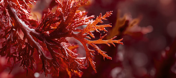 Astaxanthin: Wirkung auf die Haut