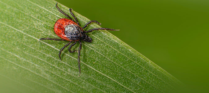 Hilft Schwarzkümmelöl gegen Zecken?