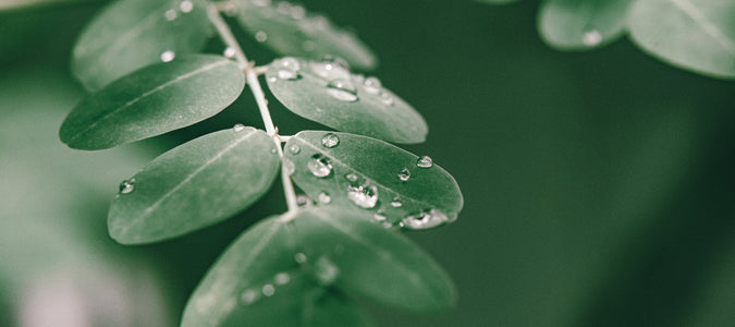 Moringa: Wirkung und Anwendungsgebiete – Ein Überblick