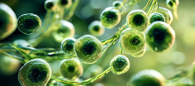 Omega-3: Wirkung auf das Gehirn