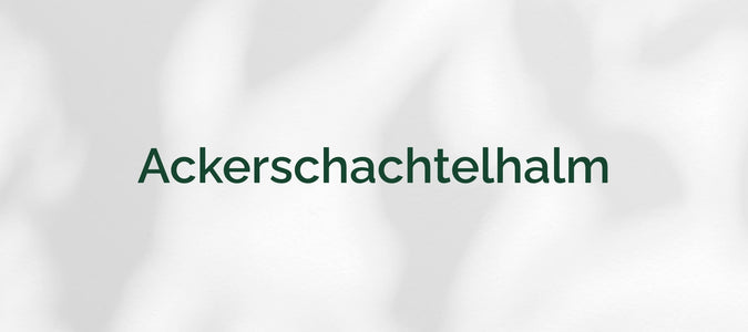 Ackerschachtelhalm (Equisetum arvense)