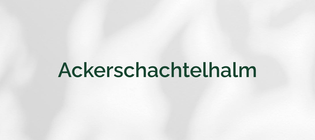 Ackerschachtelhalm (Equisetum arvense)