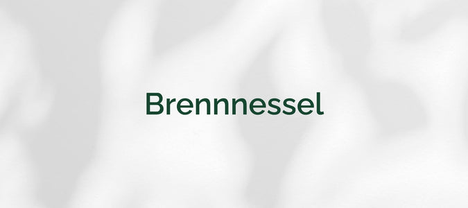 Brennnessel (Urtica)