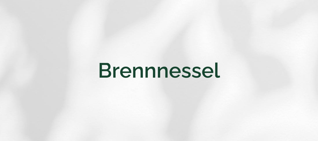 Brennnessel (Urtica)