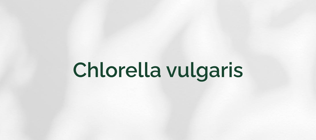 Chlorella vulgaris: Die vielseitige Mikroalge – Ein Überblick