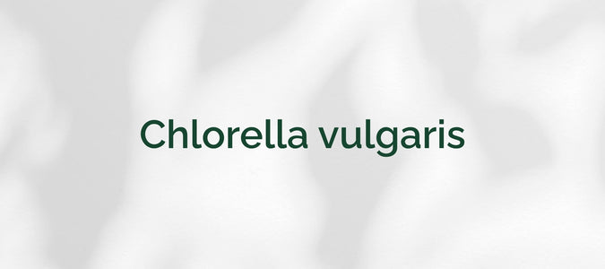 Chlorella vulgaris