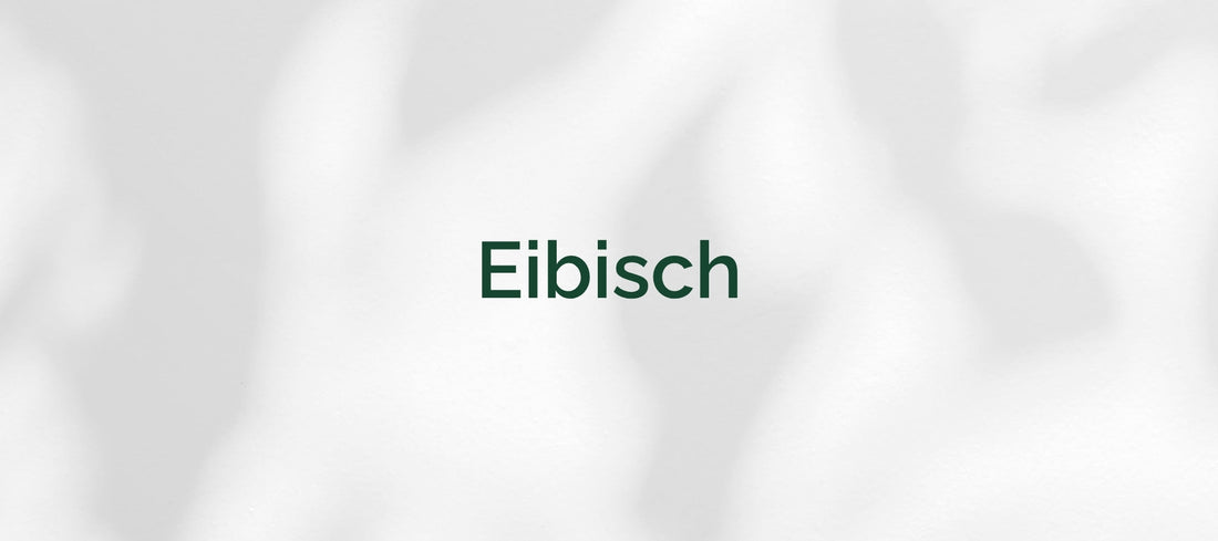 Eibisch (Althaea officinalis)