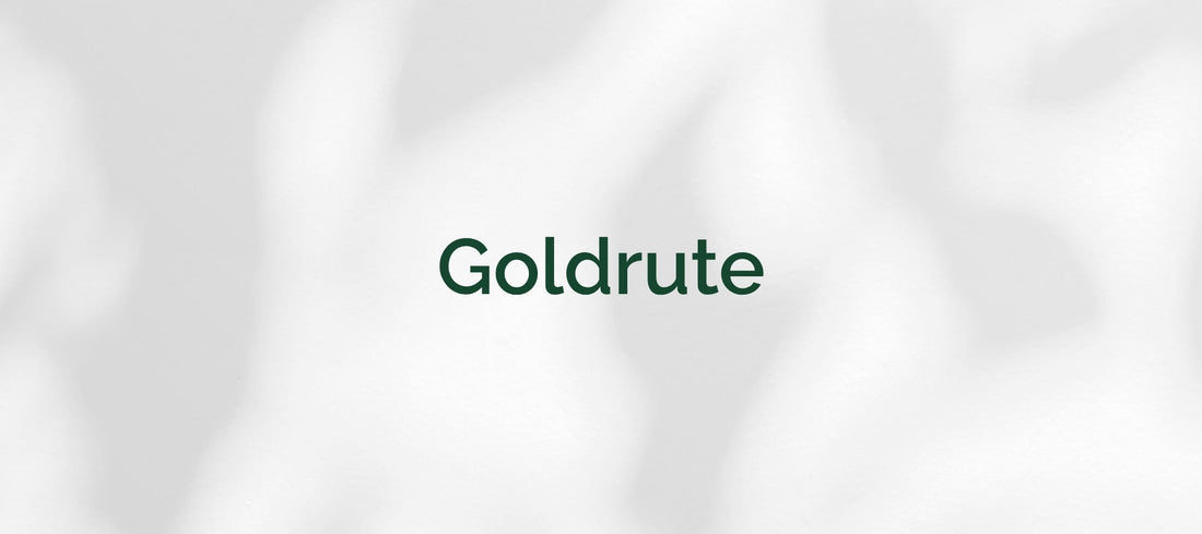 Goldrute (Solidago virgaurea)