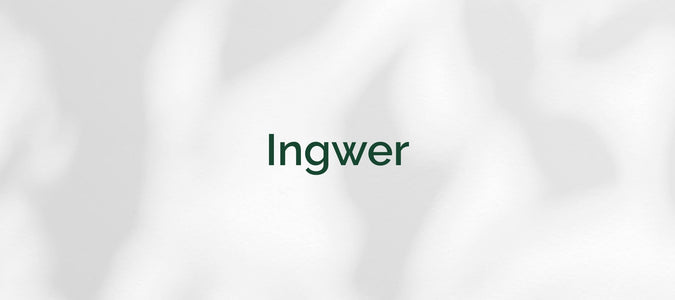 Ingwer (Zingiber officinale)
