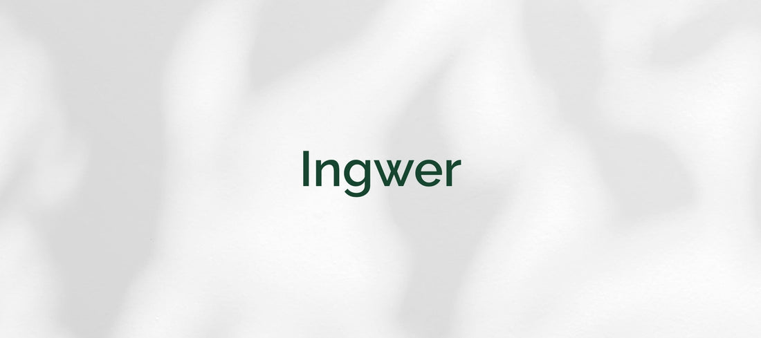 Ingwer (Zingiber officinale)