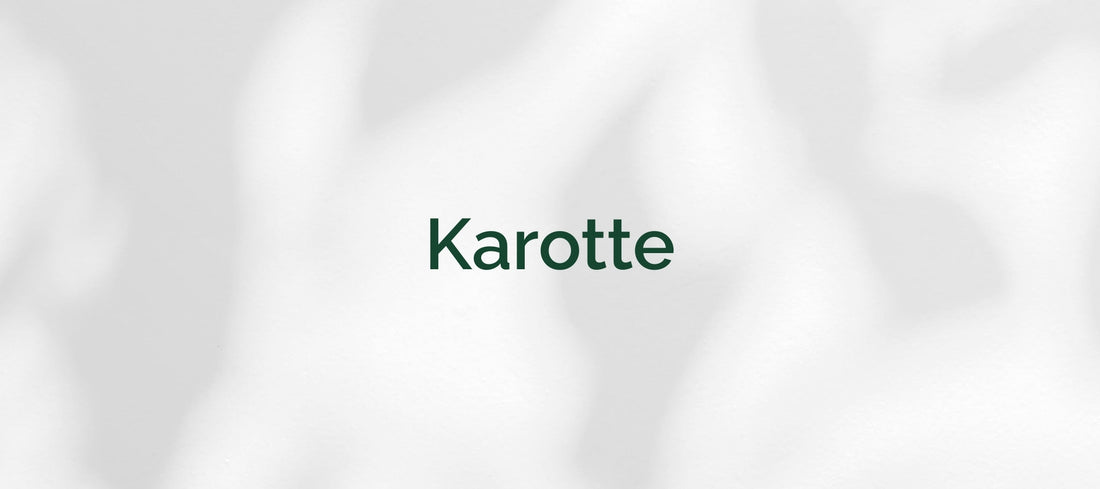 Karotte (Daucus carota subsp. sativus)