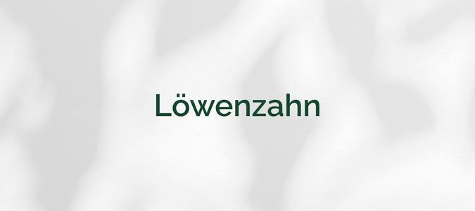 Löwenzahn (Taraxacum)