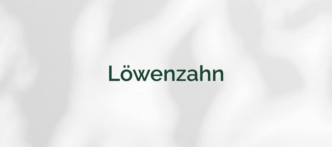 Löwenzahn (Taraxacum)