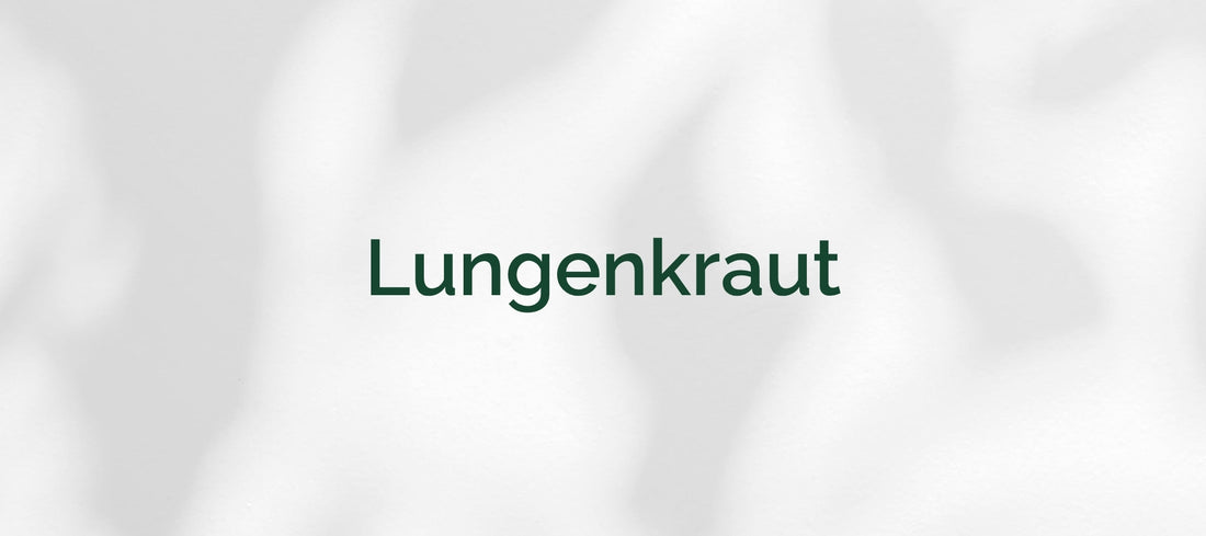 Lungenkraut (Pulmonaria officinalis)