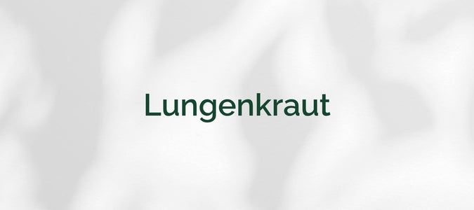 Lungenkraut (Pullmonaria officinalis)