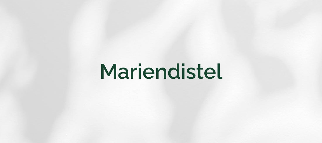 Mariendistel (Silybum marianum)
