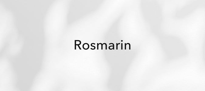 Rosmarin (Salvia rosmarinus / Rosmarinus officinalis)