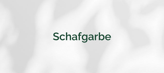 Schafgarbe (Achillea millefolium)
