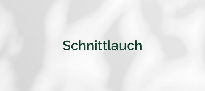 Schnittlauch (Allium schoenoprasum)