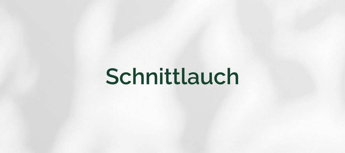 Schnittlauch (Allium schoenoprasum)