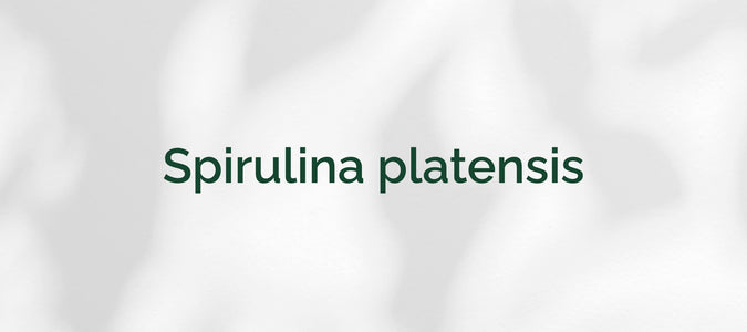 Spirulina platensis