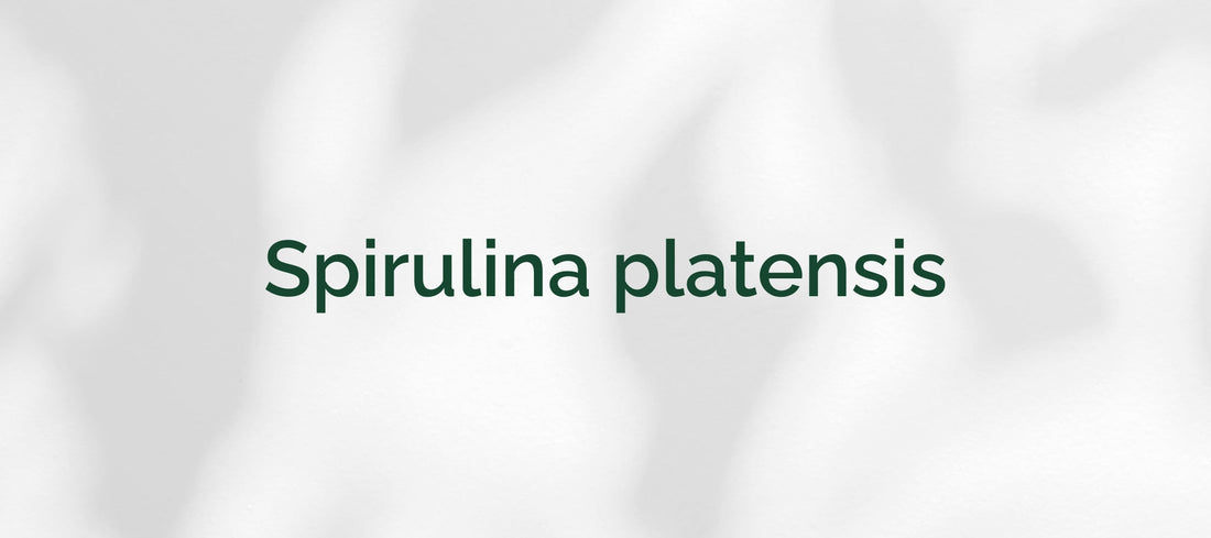 Spirulina platensis