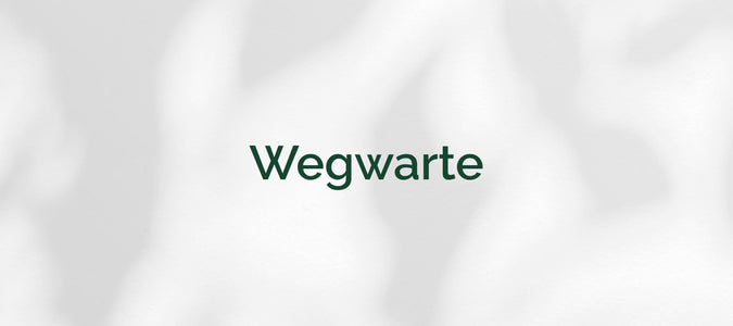 Wegwarte (Cichorium intybus)