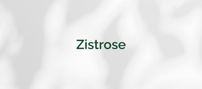 Zistrose (Cistus incanus)