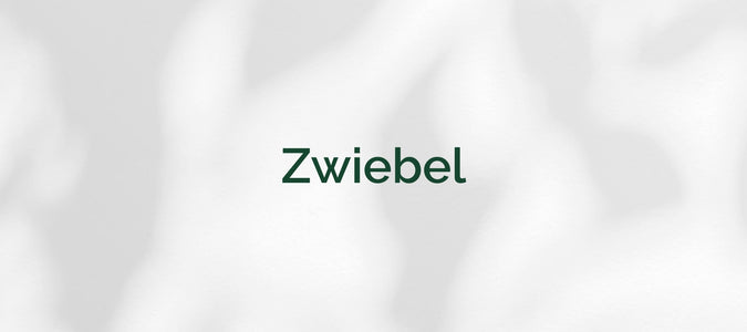 Zwiebel (Allium cepa)